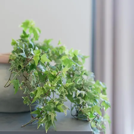 Captain's In Olive Grove Апартаменты