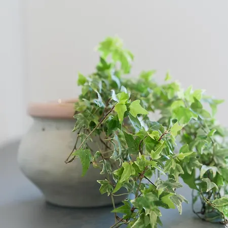 Captain's In Olive Grove شقة *